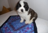 Saint Bernard Puppies Looking For Home